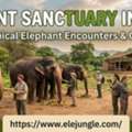 Connect With Gentle Giants: Elephant Sanctuary In Jaipur Experience Guide