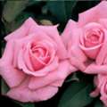 USD 89,  Beautiful Belinda's Dream Rose For Stunning Garden Blooms