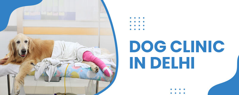New Delhi, Health, Dog Clinic In Delhi  | CGS Hospital