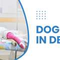 Dog Clinic In Delhi  | CGS Hospital