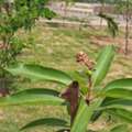 INR 35000,  150 Sq. Yard,  Premium Residential Plots In Adibatla Near TCS