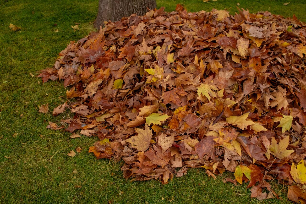 Calgary, Business, Calgary Lawn Care & Mowing Services | Grass Cutting & Lawn Maintenance