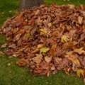 Calgary Lawn Care & Mowing Services | Grass Cutting & Lawn Maintenance
