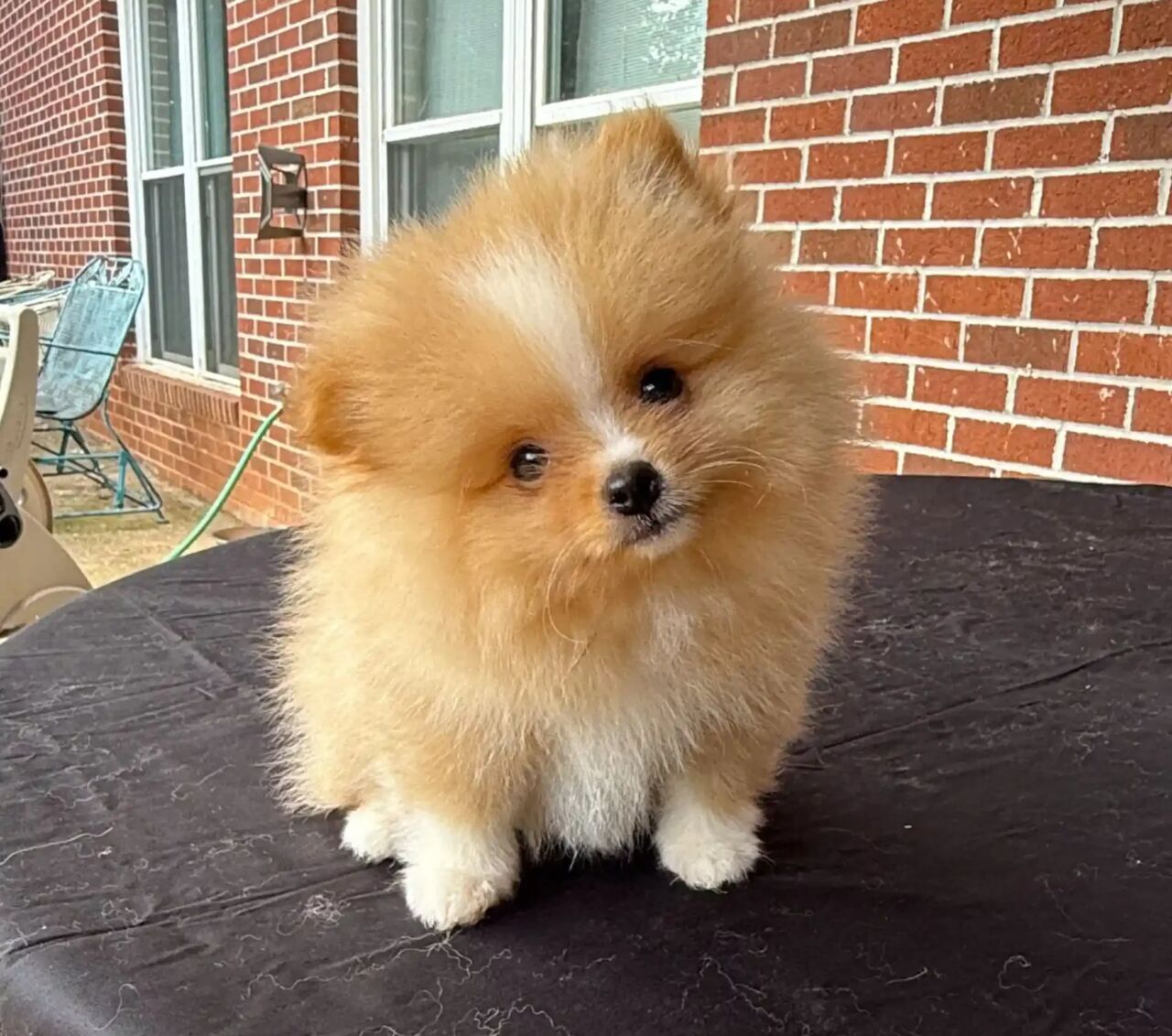 New York, Pet Sitting, Discover The Best Baby Doll Pomeranian In Georgia Near You
