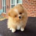 Discover The Best Baby Doll Pomeranian In Georgia Near You