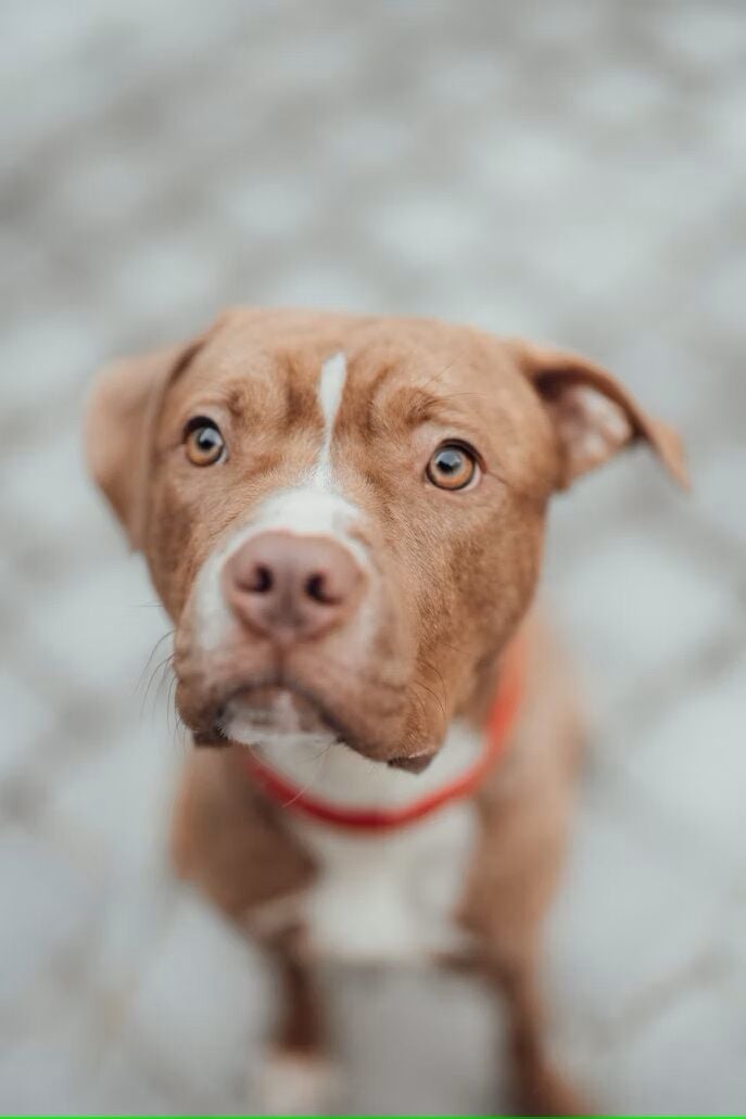 New York, Business, River Valley Pet Boarding