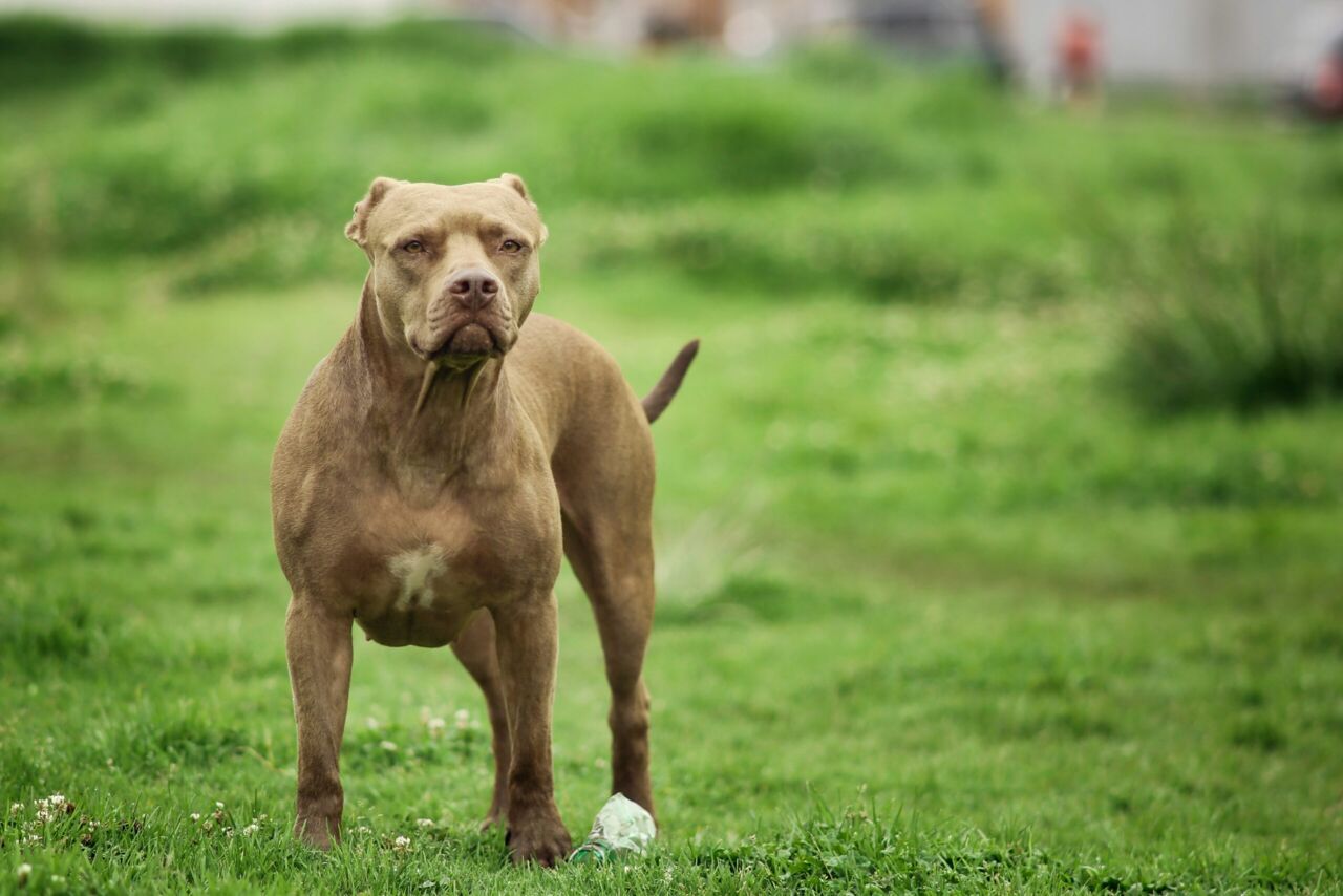 New York, Business, River Valley Pet Boarding
