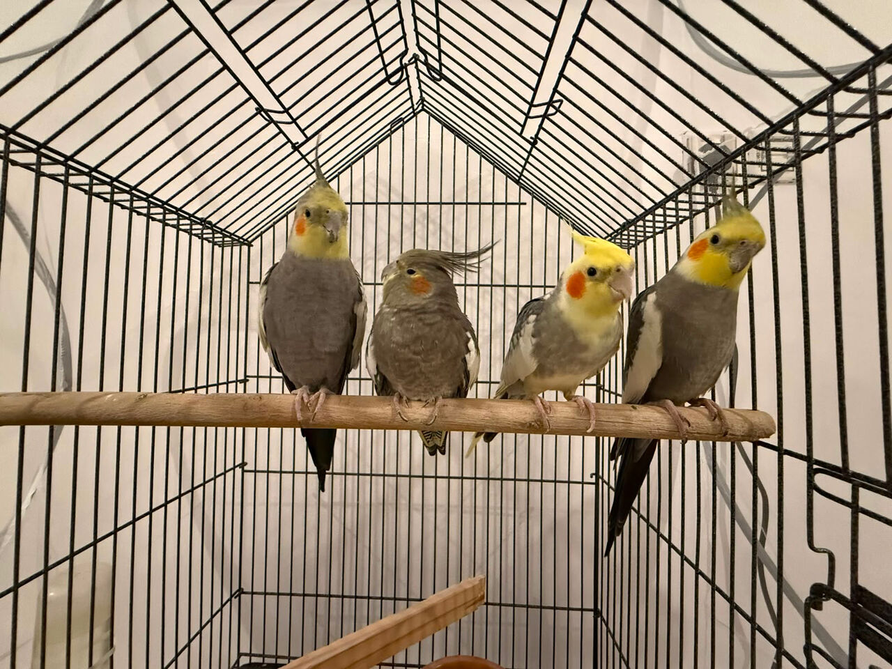 Dammam, Pet Supplies, SAR 150,  Cocktain Birds