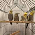 SAR 150,  Cocktain Birds