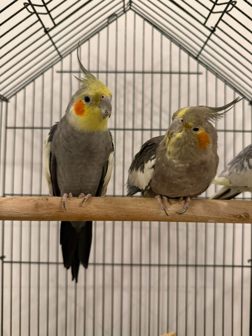Dammam, Pet Supplies, SAR 150,  Cocktain Birds