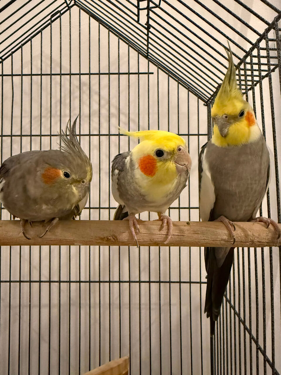 Dammam, Pet Supplies, SAR 150,  Cocktain Birds