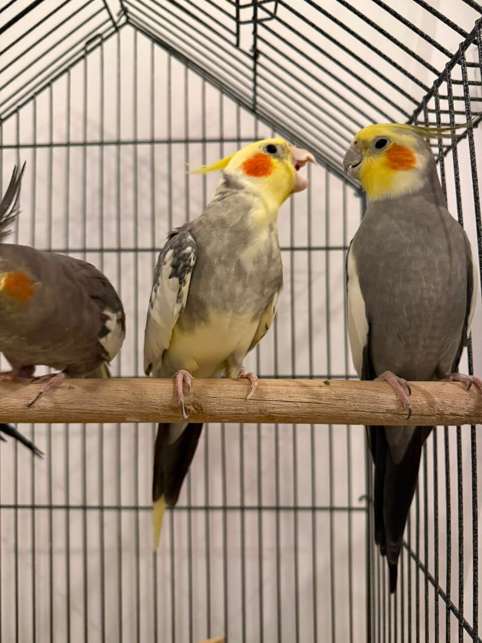 Dammam, Pet Supplies, SAR 150,  Cocktain Birds