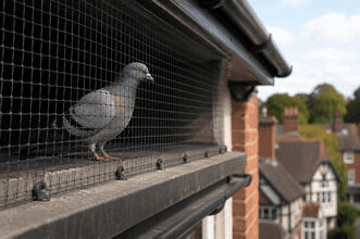London, Business, Protect Solar Panels With Expert Bird Protection