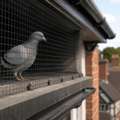 Protect Solar Panels With Expert Bird Protection