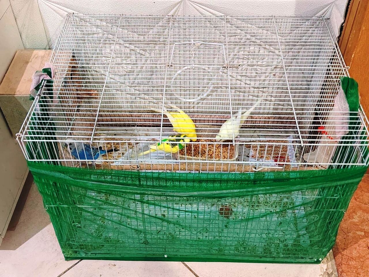 Jeddah, Pet Supplies, SAR 250,  Selling Budgies Urgent