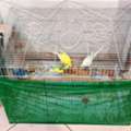SAR 250, Selling Budgies Urgent