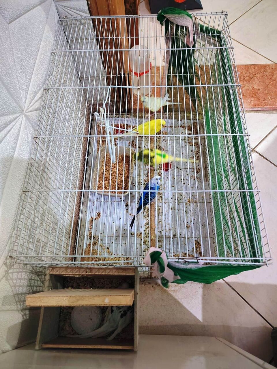 Jeddah, Pet Supplies, SAR 250,  Selling Budgies Urgent