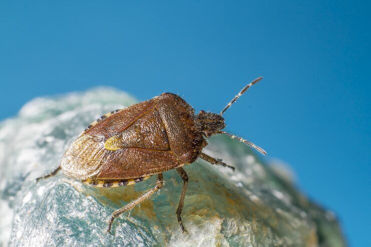 New York, Pest Control, Professional Bed Bug Treatment In Irvine | Malang Pest Control