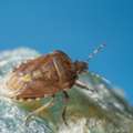 Professional Bed Bug Treatment In Irvine | Malang Pest Control