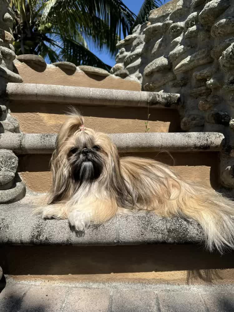 New York, Businesses For Sale, Buy Female Shih Tzu Puppy In Merritt Island, FL | #680847