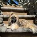 Buy Female Shih Tzu Puppy In Merritt Island, FL | #680847