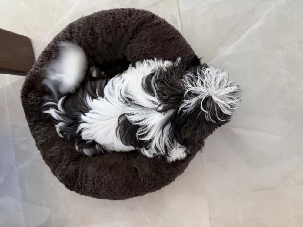 New York, Businesses For Sale, Buy Female Shih Tzu Puppy In Merritt Island, FL | #680847