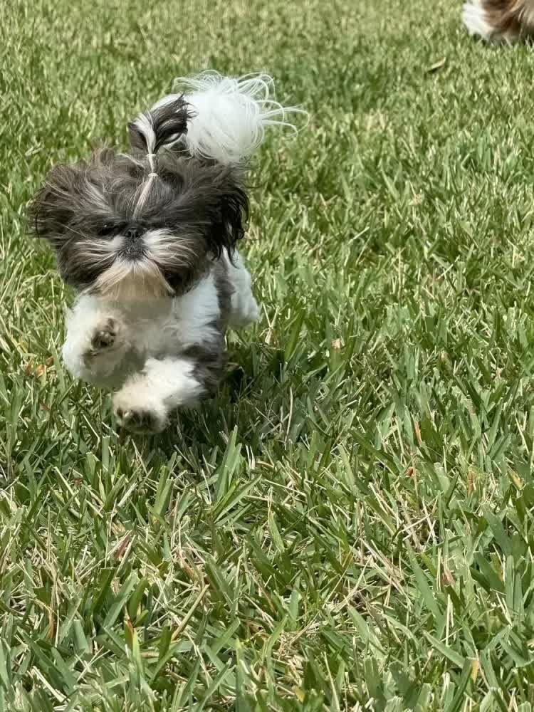 New York, Businesses For Sale, Buy Female Shih Tzu Puppy In Merritt Island, FL | #680847