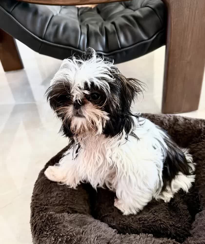 New York, Businesses For Sale, Buy Female Shih Tzu Puppy In Merritt Island, FL | #680847