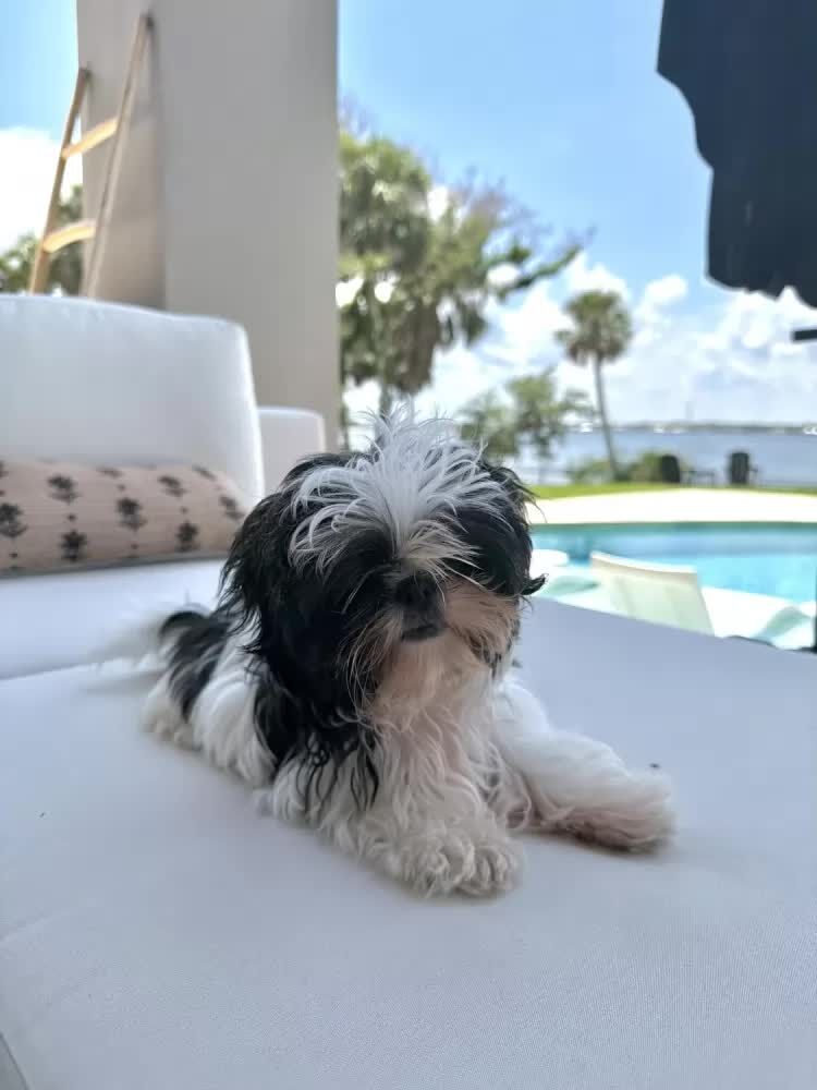 New York, Businesses For Sale, Buy Female Shih Tzu Puppy In Merritt Island, FL | #680847
