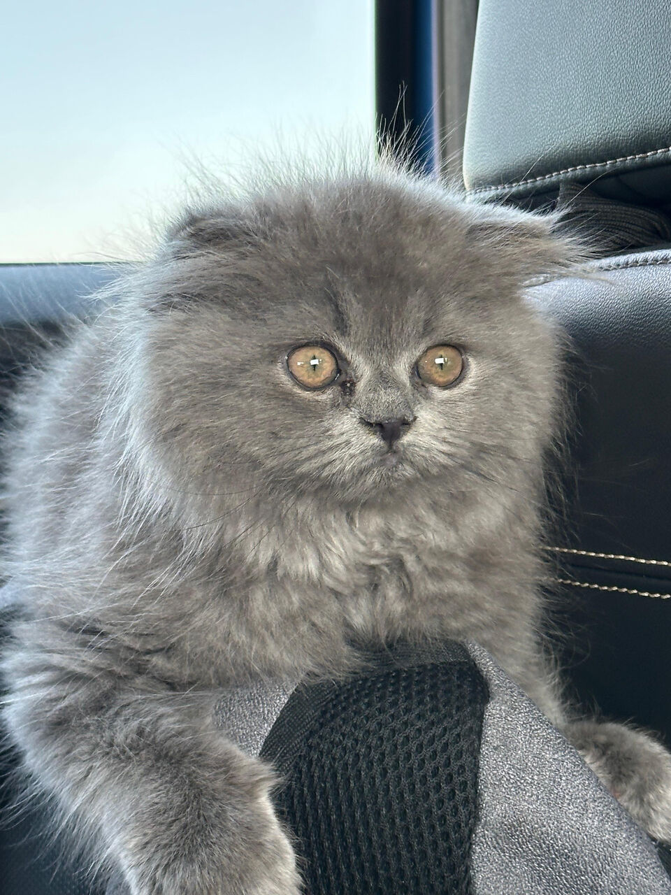 Thuqbah, Pet Supplies, SAR 250,  Kitten Scottish