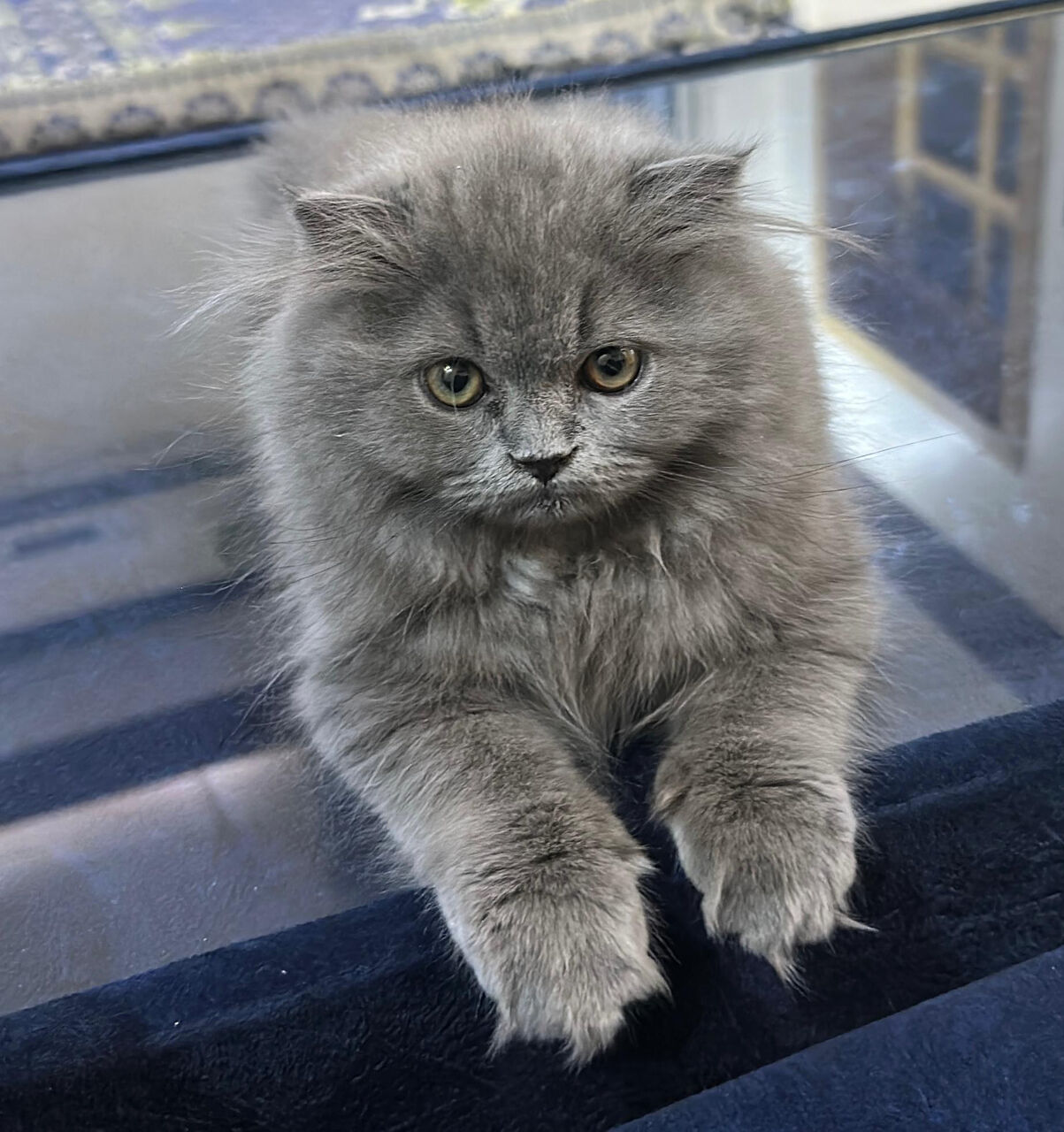 Thuqbah, Pet Supplies, SAR 250,  Kitten Scottish