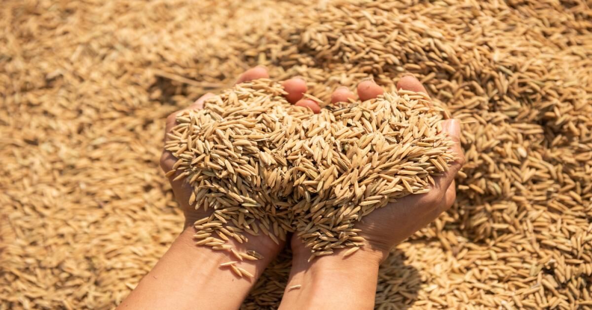 Mumbai, Farm & Garden, INR 3700,  Dhan Mandi Bhav Aaj Ka | Daily Paddy Market Rates Across All Mandis