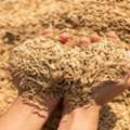 INR 3700,  Dhan Mandi Bhav Aaj Ka | Daily Paddy Market Rates Across All Mandis