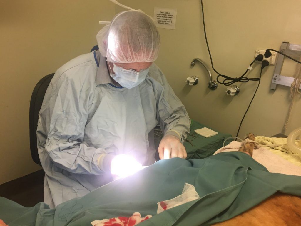 Melbourne, Health, Consult An Orthopedic Dog Surgeon In Keysborough