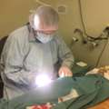 Consult An Orthopedic Dog Surgeon In Keysborough