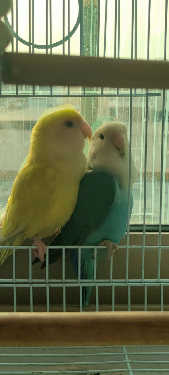 Budaiya, Pet Supplies, BHD 10,  Birds Lovebirds, Cockateil Bird