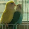BHD 10,  Birds Lovebirds, Cockateil Bird