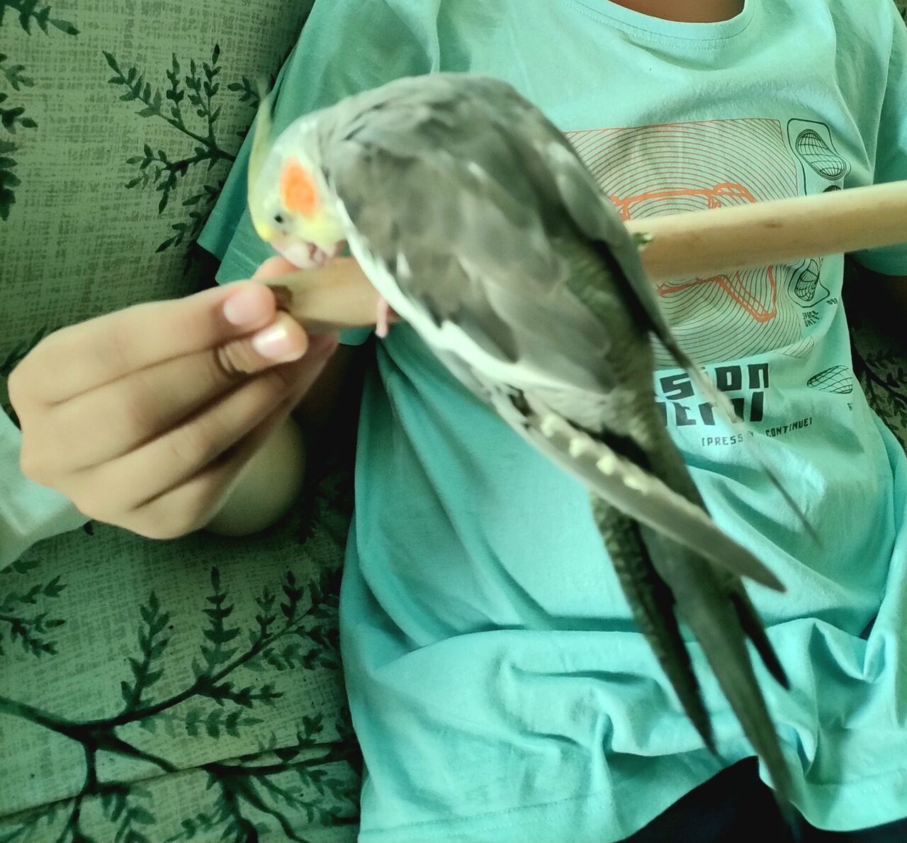 Budaiya, Pet Supplies, BHD 10,  Birds Lovebirds, Cockateil Bird