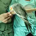 BHD 10,  Birds Cockateil Bird