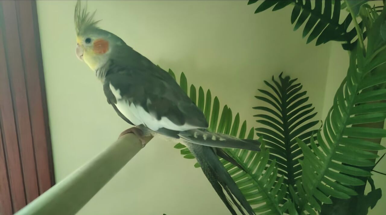 Budaiya, Pet Supplies, BHD 10,  Birds Lovebirds, Cockateil Bird