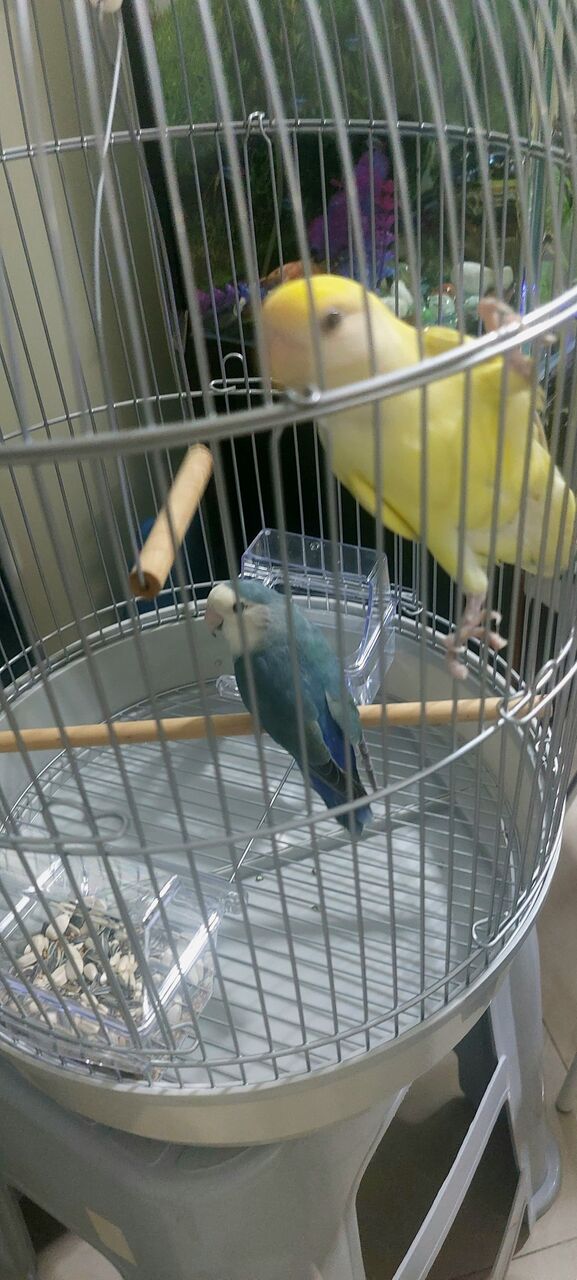 Budaiya, Pet Supplies, BHD 10,  Birds Lovebirds, Cockateil Bird