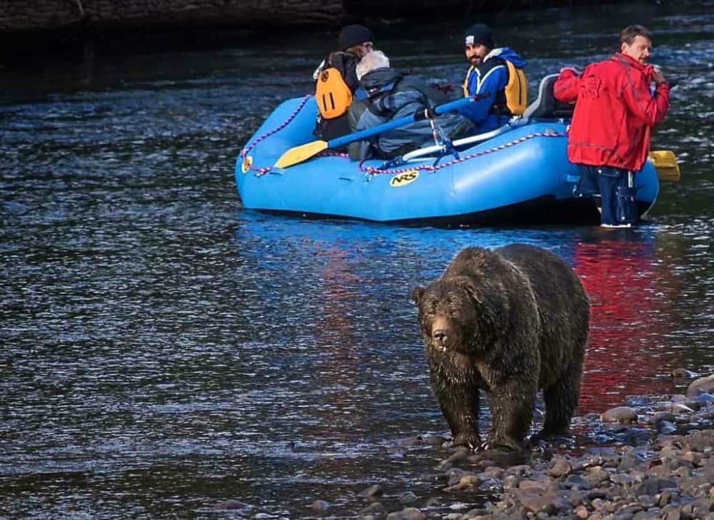 Toronto, Travel, Tofino Wildlife Tours By Whale Safaris | Explore Nature BC