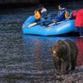Tofino Wildlife Tours By Whale Safaris | Explore Nature BC