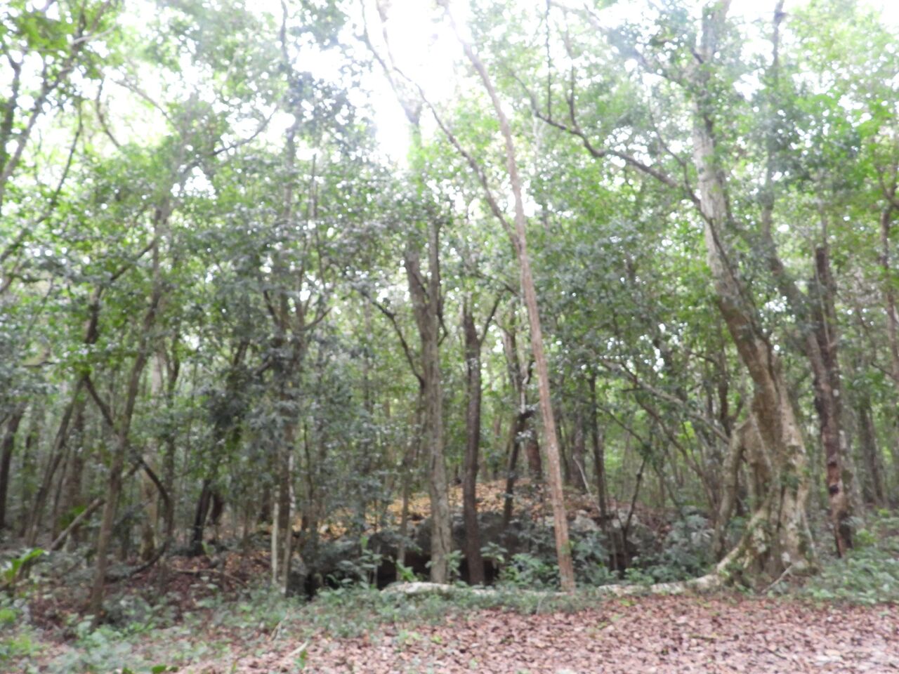 Mexico City, Holiday/Vacation Rentals, Private Jungle Cenote Retreat Near Tulum - Membership Access, Not A Nightly Rental