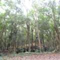 Private Jungle Cenote Retreat Near Tulum - Membership Access, Not A Nightly Rental
