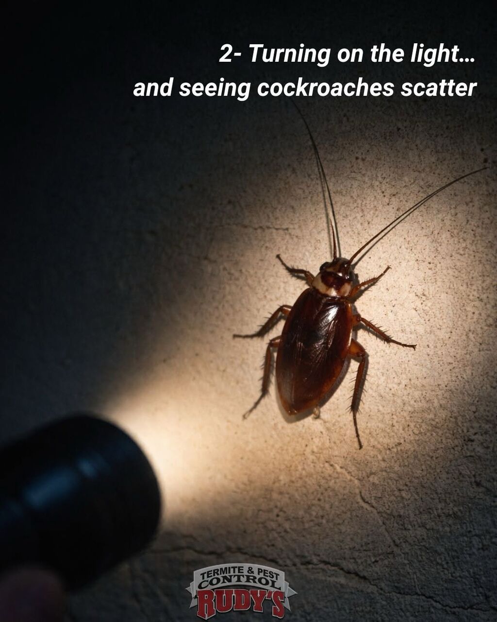 New York, Pest Control, Rapid Response Pest Experts Available When Needed