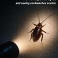 Rapid Response Pest Experts Available When Needed