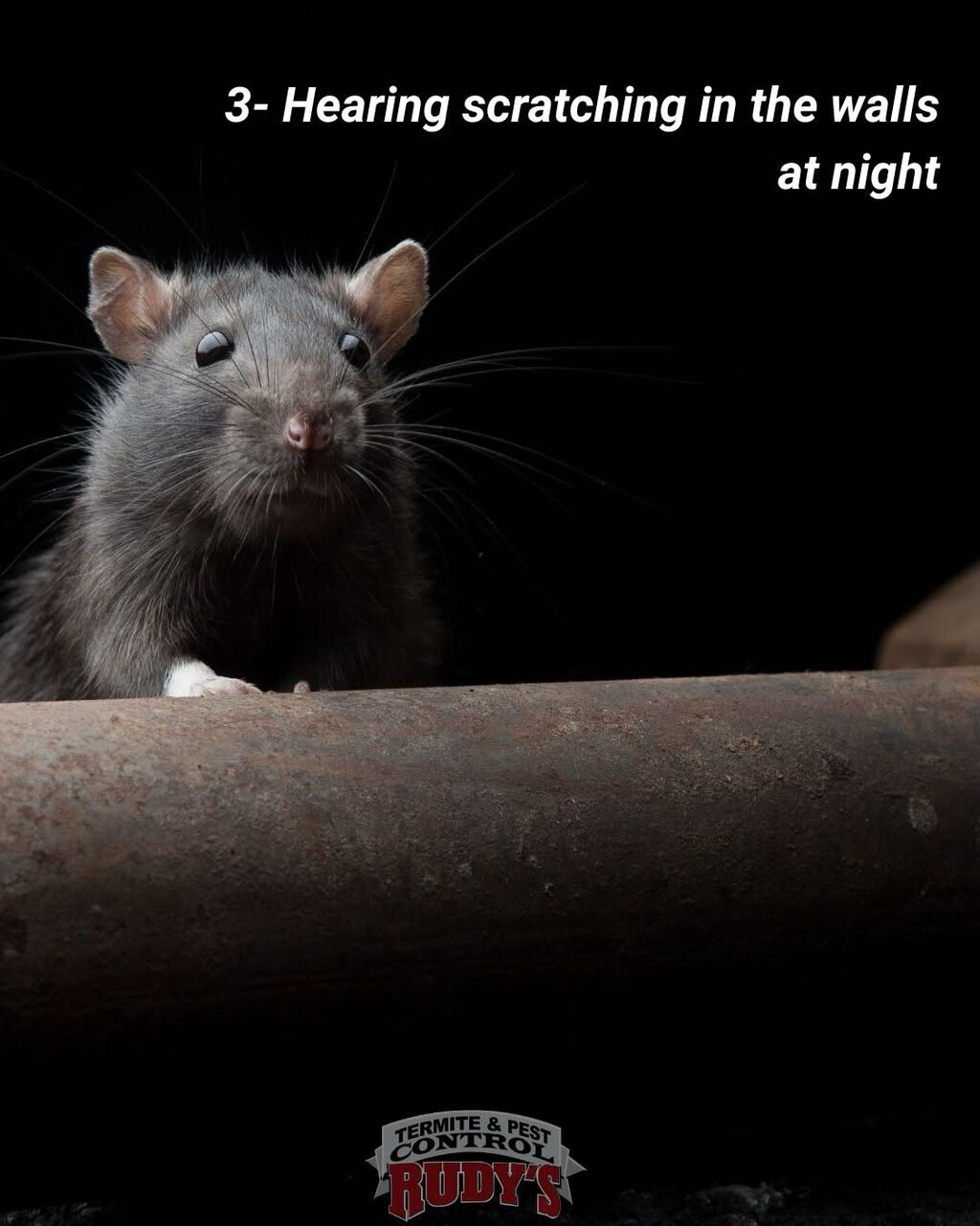New York, Pest Control, Rapid Response Pest Experts Available When Needed