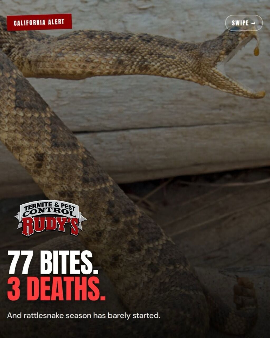 New York, Pest Control, Rapid Response Pest Experts Available When Needed