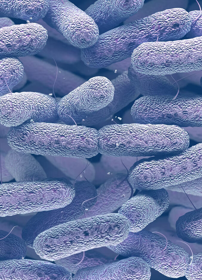 London, Health & Beauty Items, Support Healthy Digestion With Streptococcus Thermophilus Probiotics &mdash; Enquire For Details
